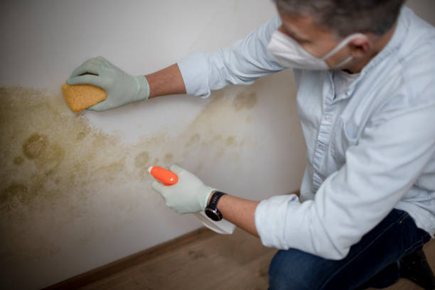 Office Mold Removal Services in Scott Af, IL