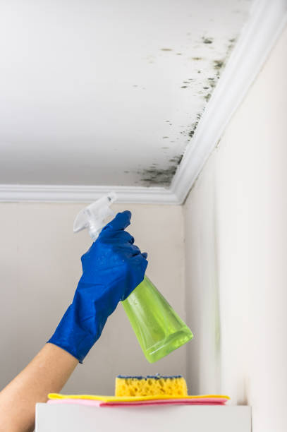 Trusted Scott Af, IL Mold Removal Experts